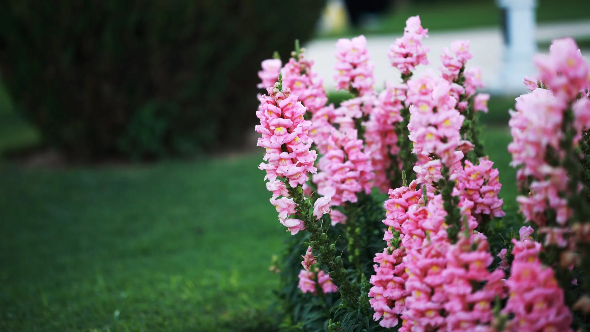 Add Pops of Color to Your Landscape This Spring With These 3 Annual Flowers