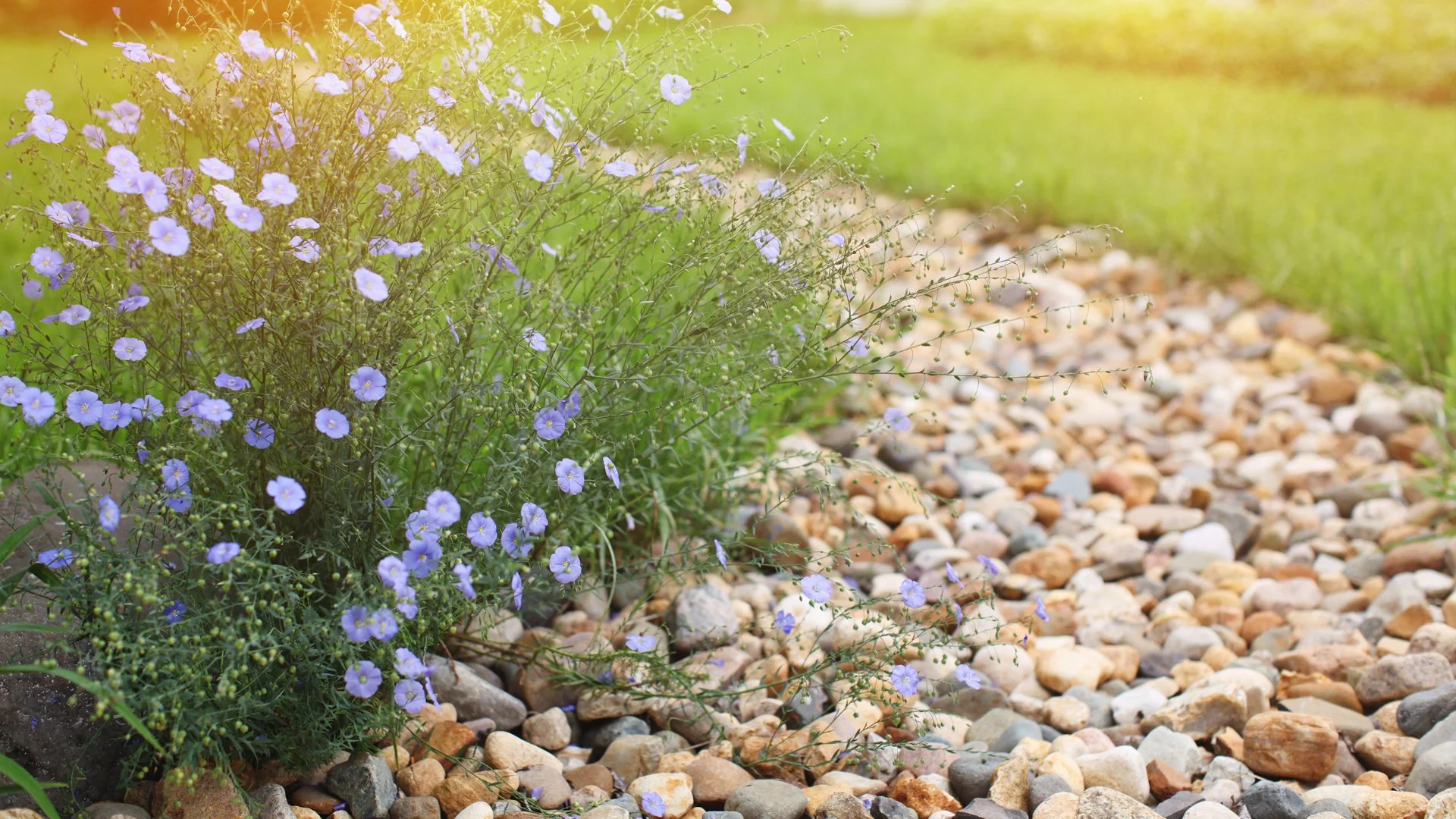 French Drains vs Dry Creeks Beds - Which Is the Right Option for You?