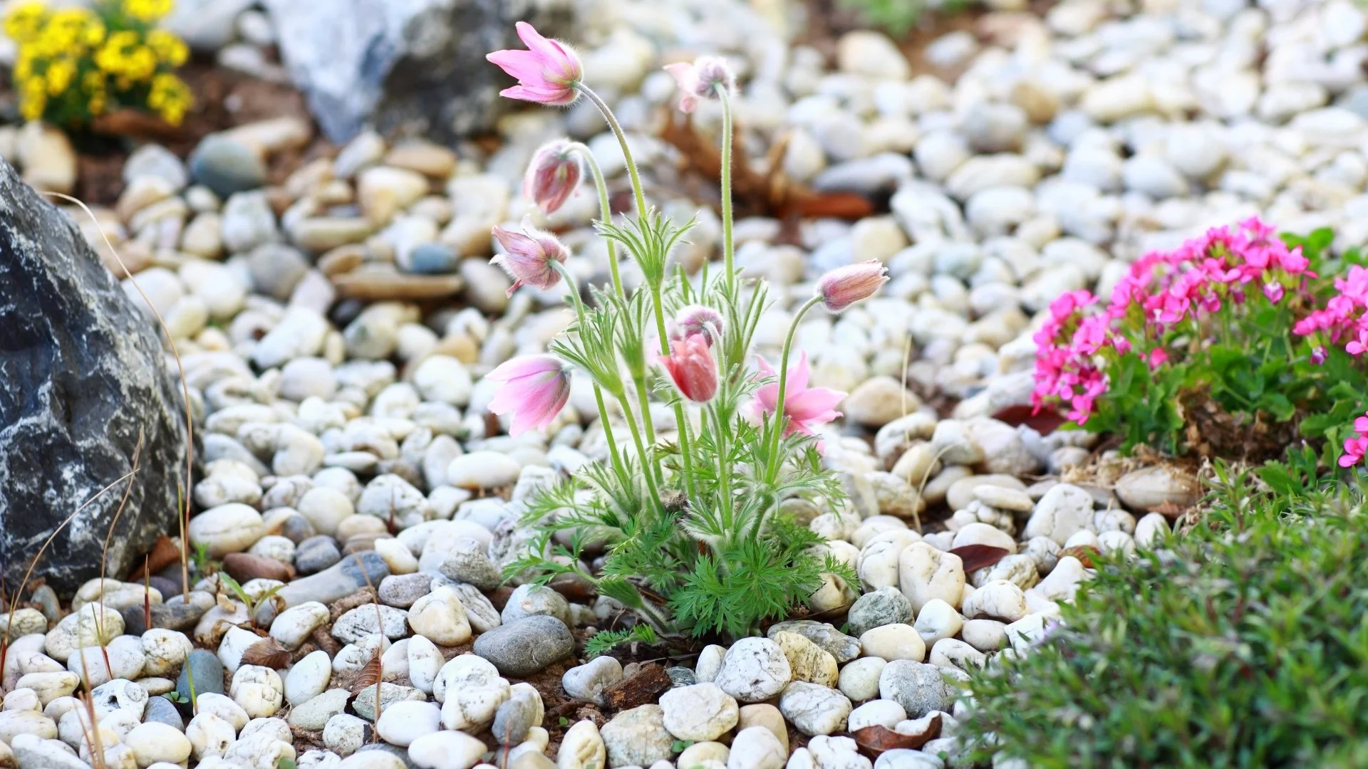 Will Rocks Last for a While in Your Landscape?