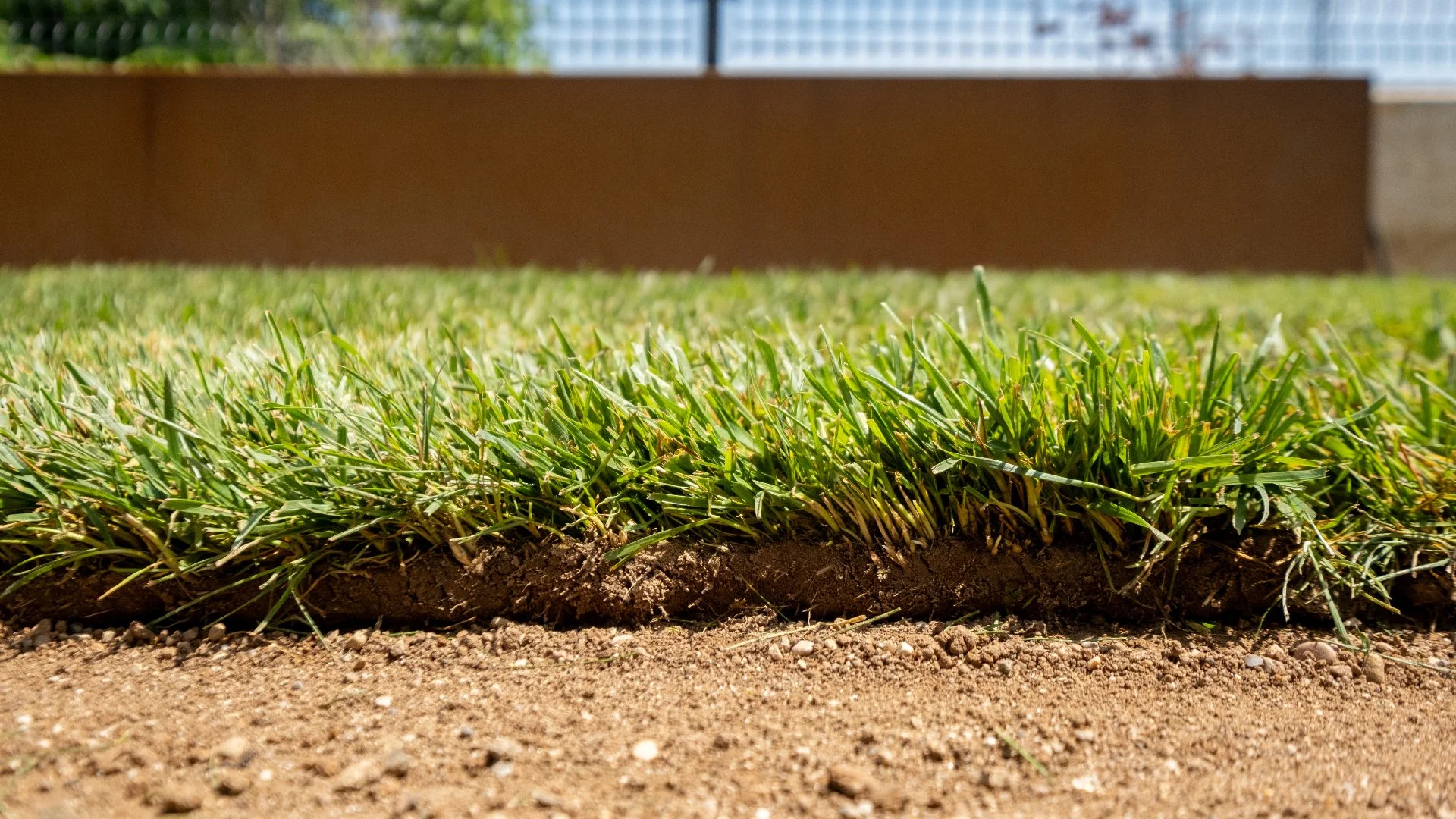 Will Sod Grow Roots Fast After It's Installed?