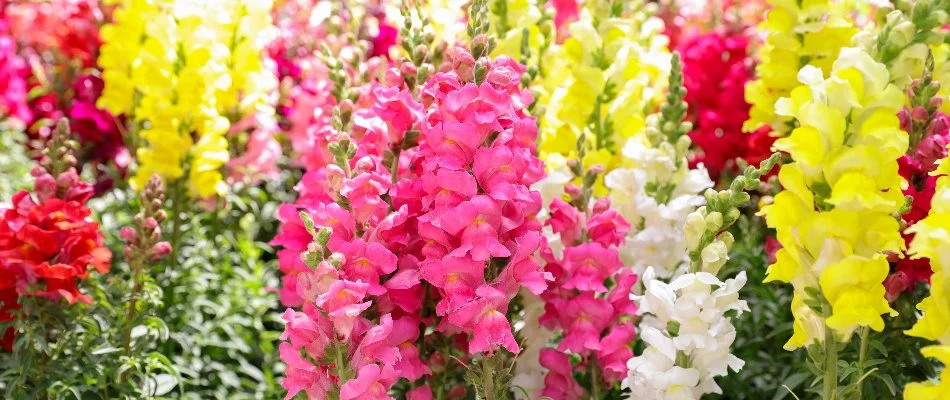 Colorful snapdragons in a landscape in Huntsville, AL.