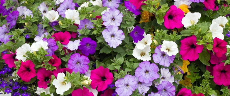 Petunias planted in landscape bed during the spring in Huntsville, AL.