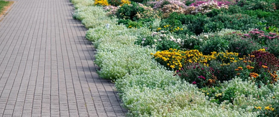 Sweet alyssum planted in Huntsville, AL.