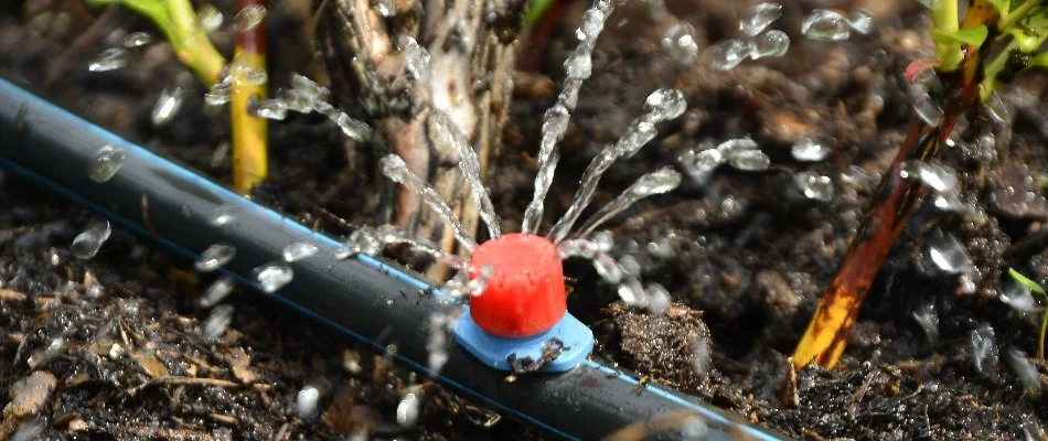 Drip irrigation system emitting water.