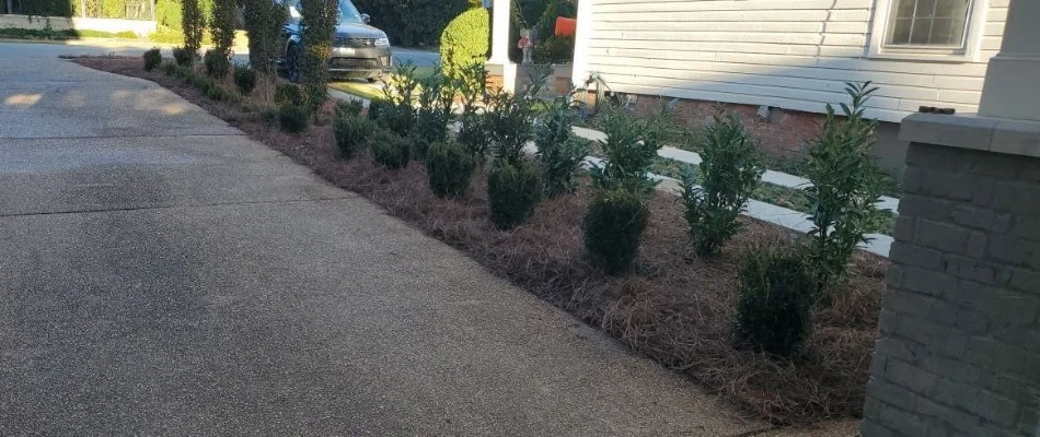 Mulched landscape bed in Brownsboro, AL.