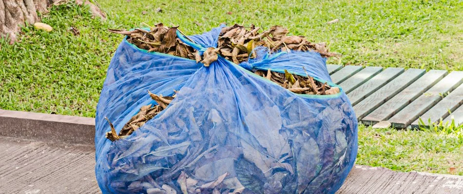 Collected pile of leaves from yard in Lynchburg, TN.