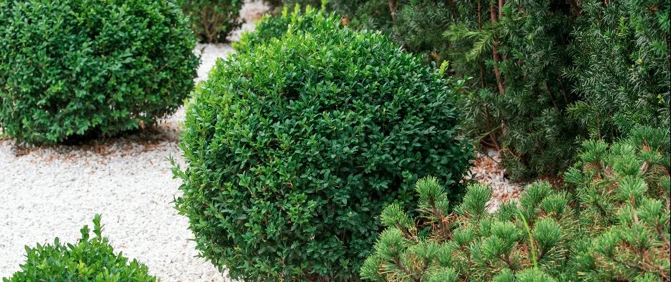 Small, charming green shrubs in a rock landscape in Brownsboro, AL.