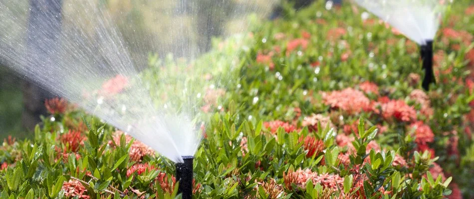 Sprinkler irrigation system watering plants and flowers.